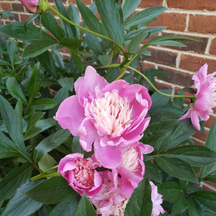 Paeonia lactiflora 'Doreen', Peony 'Doreen' (Herbaceous) - uploaded by ...