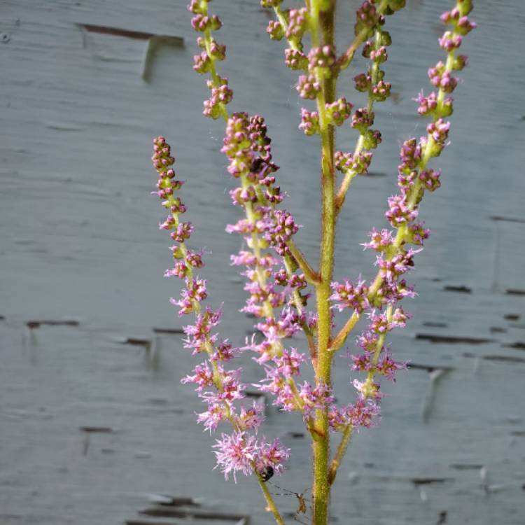 Plant image Astilbe chinensis var. pumila