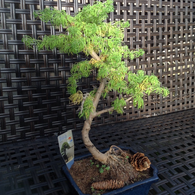 Plant image Larix