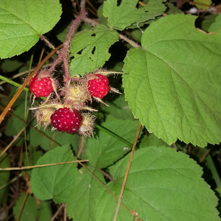 Plant image Rubus phoenicolasius