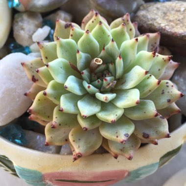 Echeveria Cuspidata var. Zaragozae