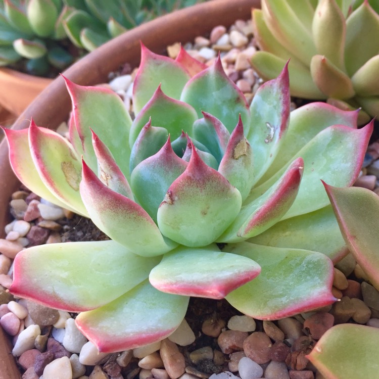 Plant image Echeveria Colorata Ice