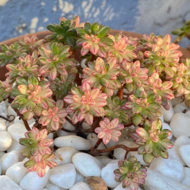 Aeonium Sedifolium Variegated