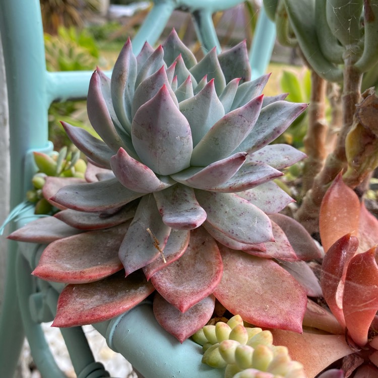 Plant image Echeveria Blue Bird