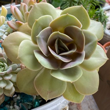 Echeveria Lolita