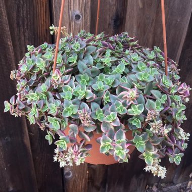 Crassula Pellucida Marginalis Variagata 