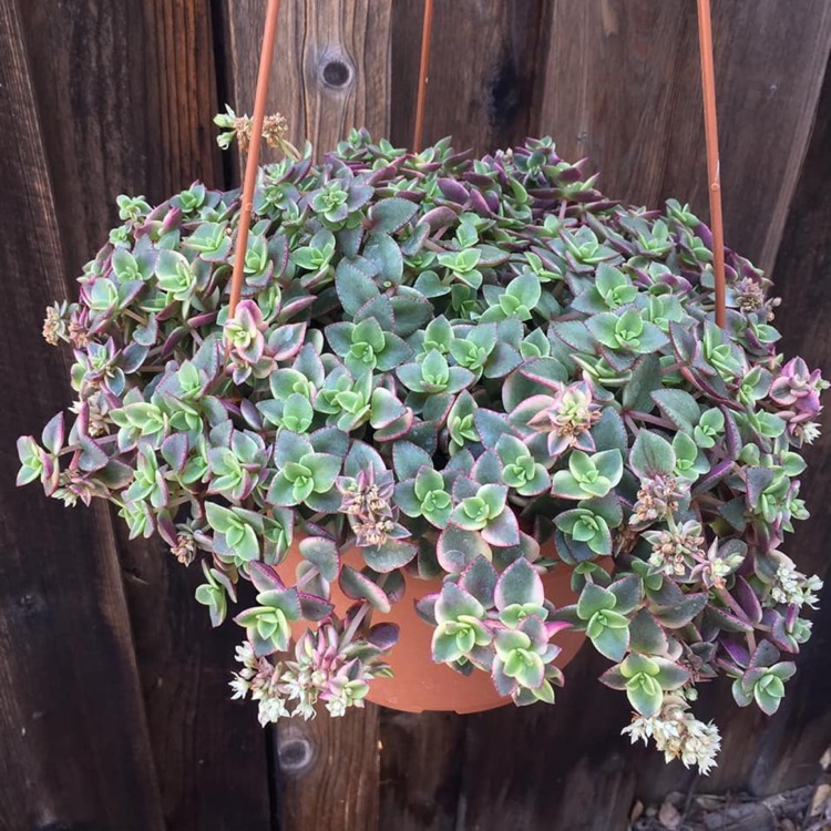 Plant image Crassula Pellucida Marginalis Variagata 