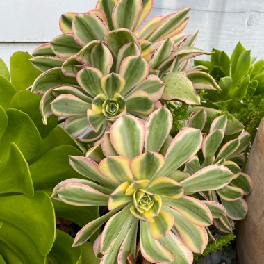 Aeonium Sunburst