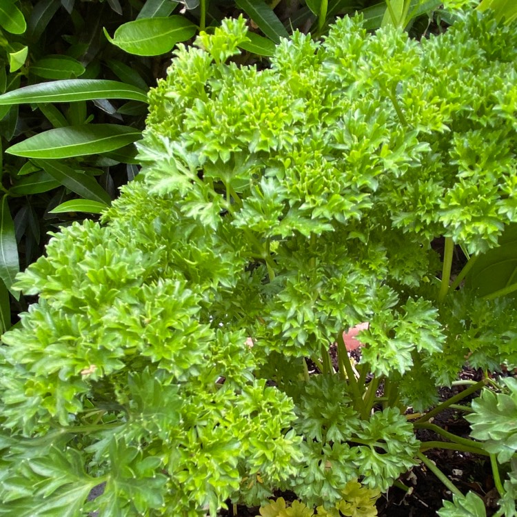 Plant image Petroselinum Crispum 'Curly'