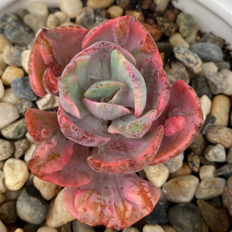 plant image 1302329