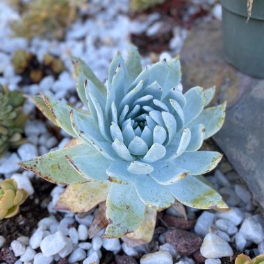 Dudleya brittonii