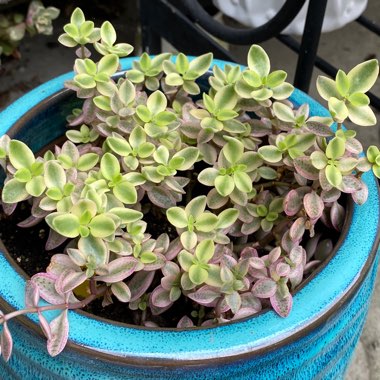 Crassula Volkensii f. Variegata