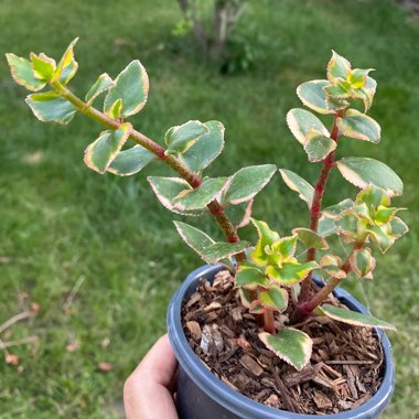 Crassula Sarmentosa Variegata