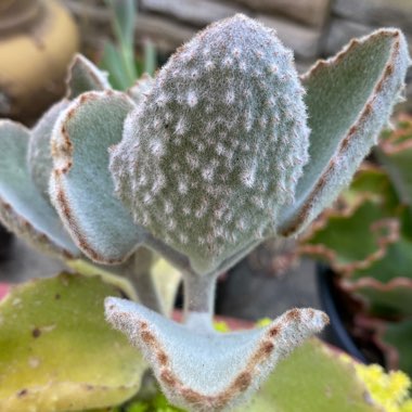 Kalanchoe Beharensis Fang