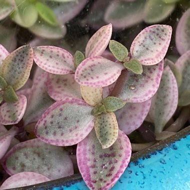 Crassula Volkensii f. Variegata