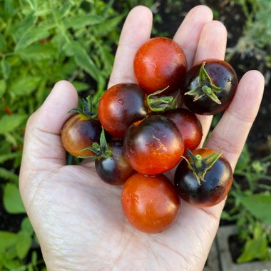 Solanum lycopersicum 'Indigo Blue Berries'