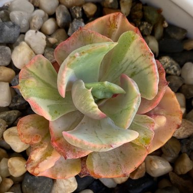 Echeveria Beyonce 