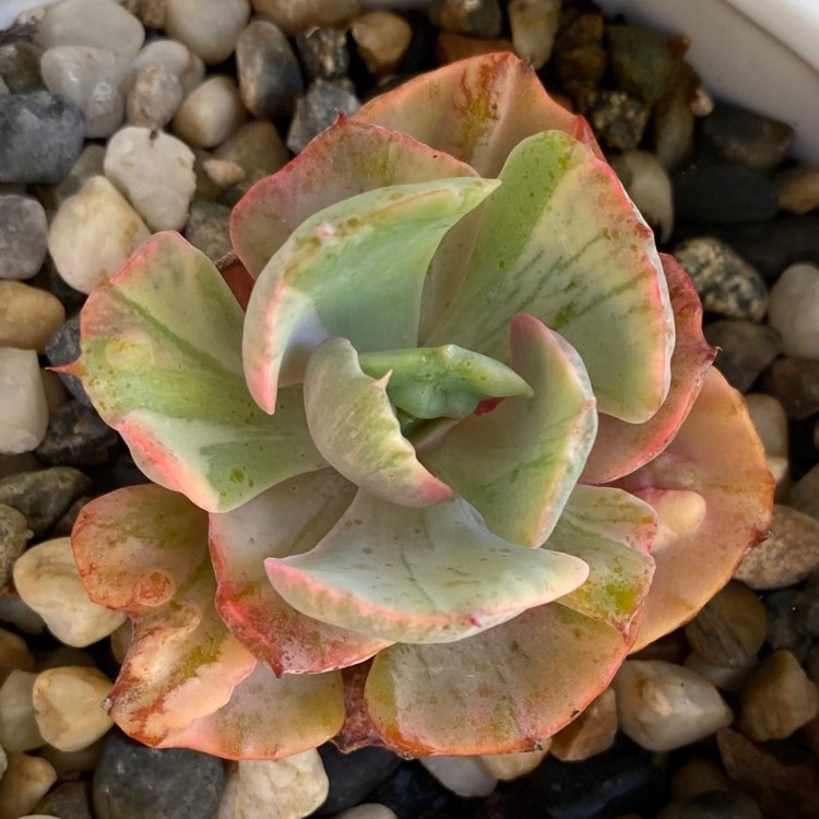 Plant image Echeveria Beyonce 