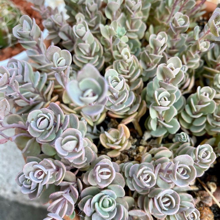 Plant image Sedum 'Sunsparkler Blue Elf'