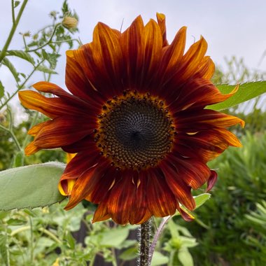 Helianthus annuus 'Ruby Sunset'