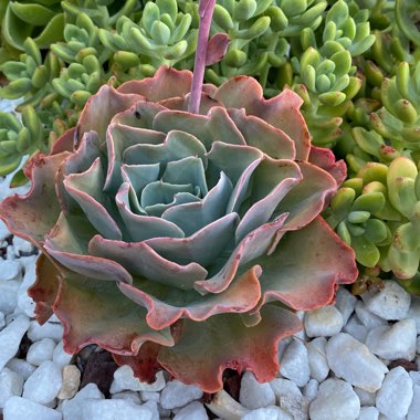 Echeveria Blue Waves