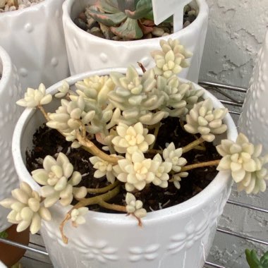 Graptopetalum Mirinae Variegata