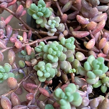 Sedum Dasyphyllum var. Glanduliferum