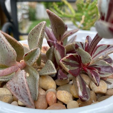 Lenophyllum guttatum variegata