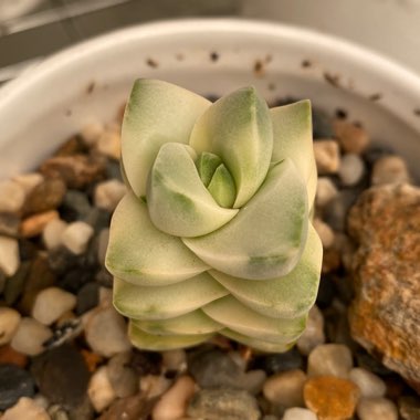 Crassula Moonglow Variegata