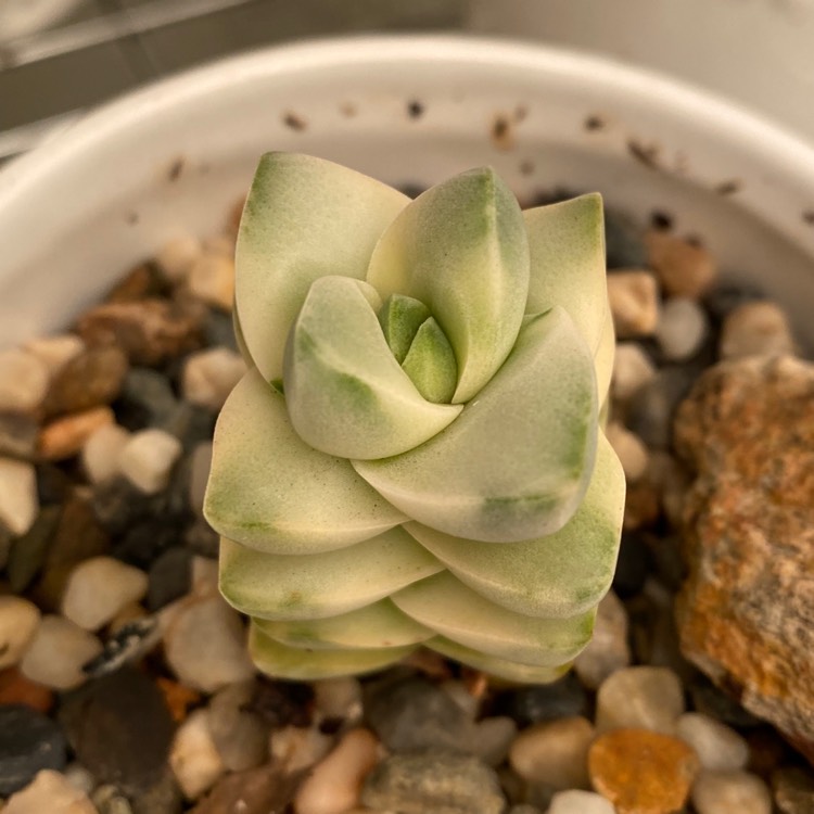 Plant image Crassula Moonglow Variegata