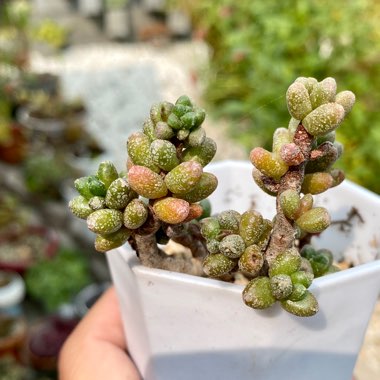 Sedum Furfuraceum