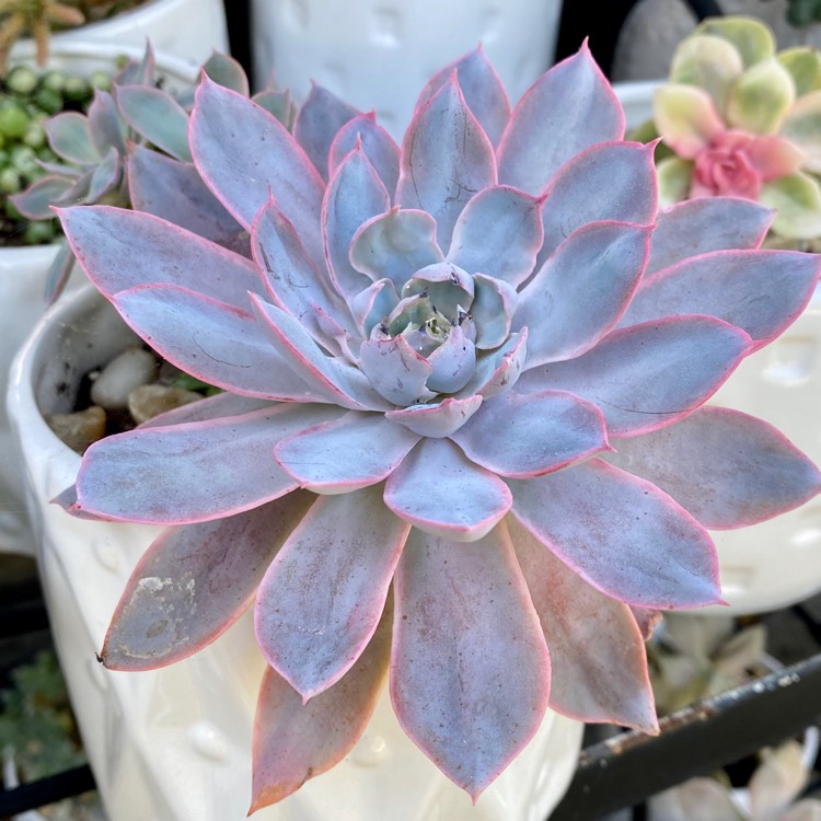 Plant image Echeveria Pinky