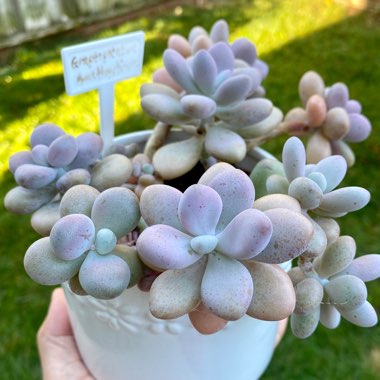 Graptopetalum Amethystinum