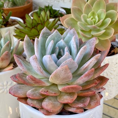 Echeveria Monroe