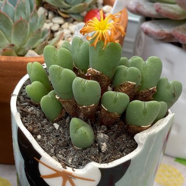 Conophytum bilobum syn. Derenbergia biloba, Mesembryanthemum bilobum