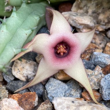 Stapelia Procumbens (Huernia Procumbens)