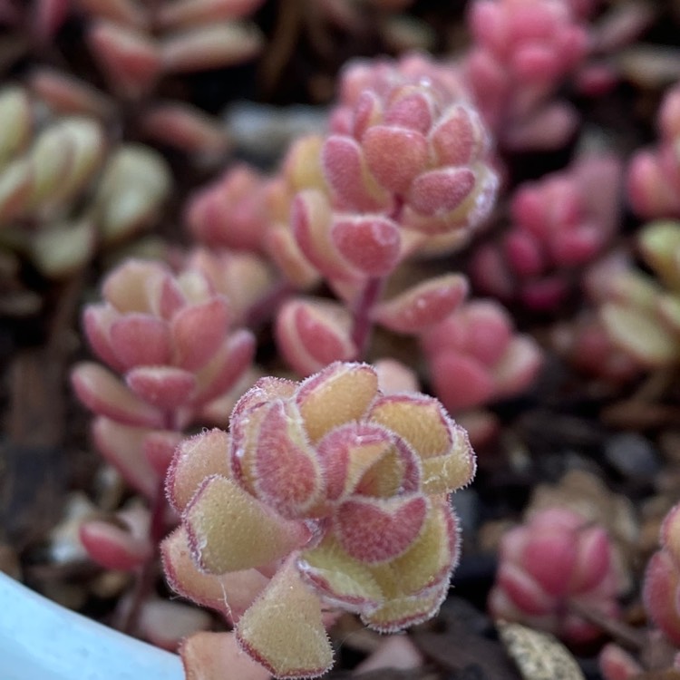 Plant image Sedum  Versadense var. Versadense