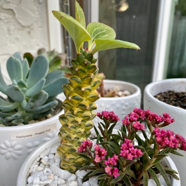 Euphorbia ritchiei syn. Monadenium ritchiei Variegata