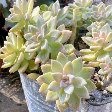 Graptopetalum Paraguayense subsp. Paraguayense