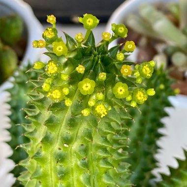 Euphorbia susannae