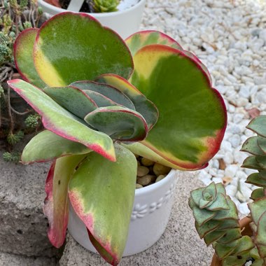 Kalanchoe Luciae 'Fantastic'