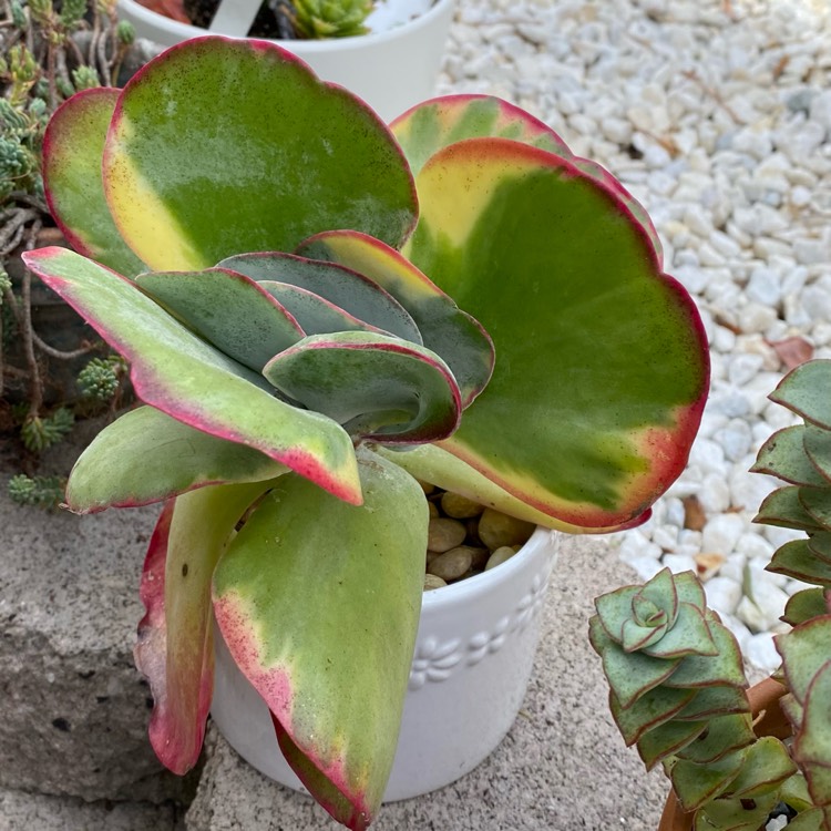 Plant image Kalanchoe Luciae 'Fantastic'