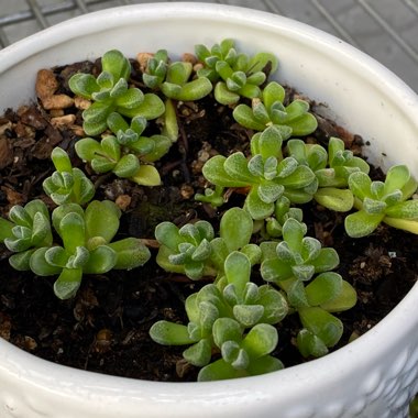 Crassula 'Fernwood'