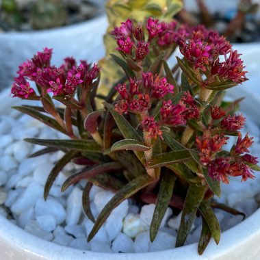 Crassula exilis subsp. schmidtii