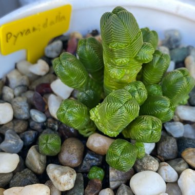 Crassula quadrangularis syn. Crassula pyramidalis