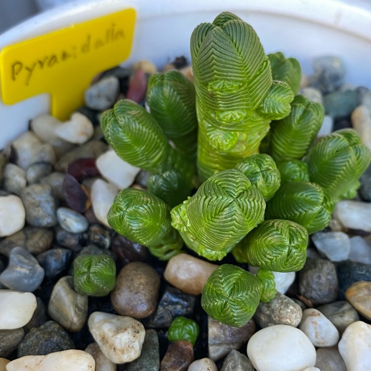 Plant image Crassula quadrangularis syn. Crassula pyramidalis