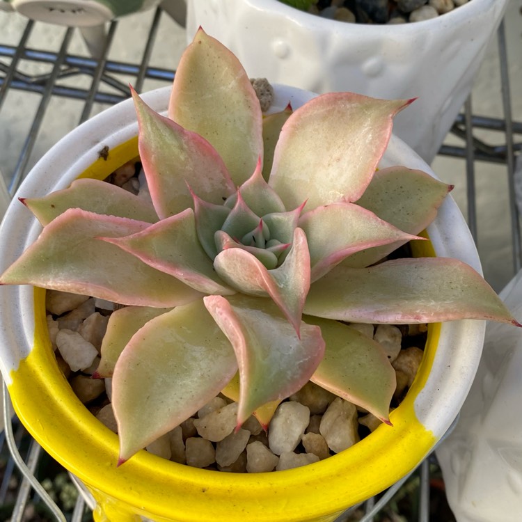 Plant image Echeveria Madiba