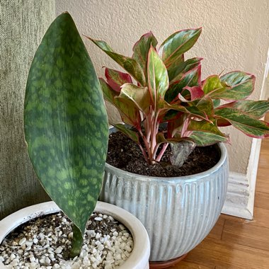 Sansevieria masoniana