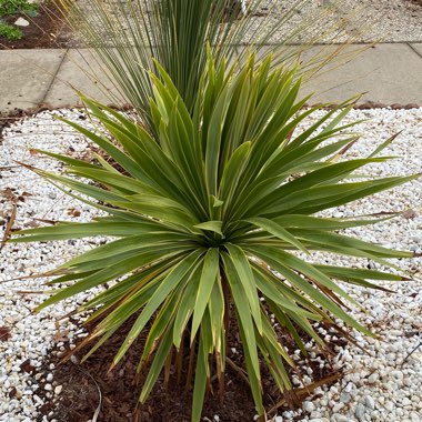 Yucca filamentosa 'Color Guard'