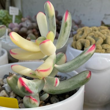 Cotyledon Orbiculata cv Variagata 